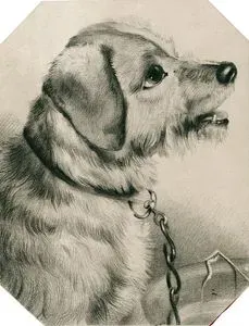 Köpek