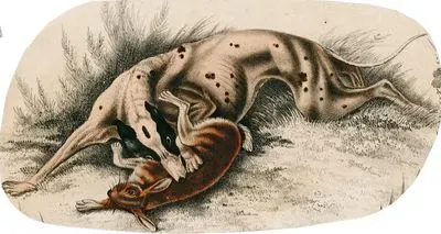 Köpek-Tavşan