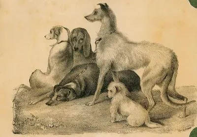 Bir Grup Köpek