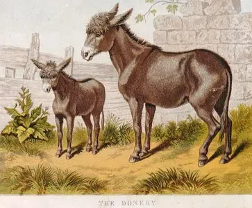 Eşşek