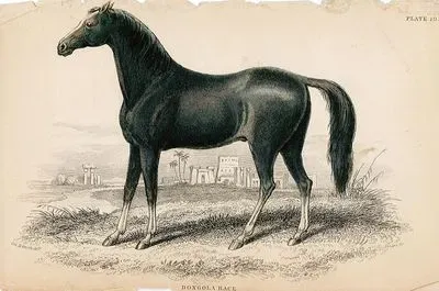 Dongola Yarışı