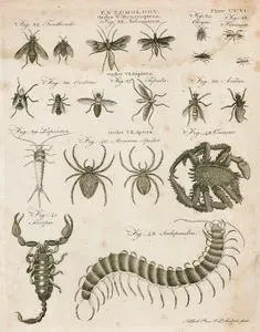 Böcek Bilimi-Zar Kanatlılar-32.Tenthredo Böceği 33.İchneumonidae Böceği 34.Chrysis 35.Formica Karınca 36.Oestrus Sineği 37.Tipula Sineği 38.Asilus-Kanatsız Böcekler-39.Gümüşçün 40.Araneus Örümceği 41.Akrep 42.Yengeç 43.Çıyan