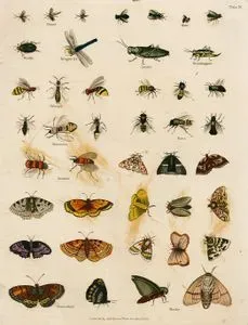 Sivrisinek, Sinekler, Kırkkanatlı, Yusufçuk, Çekirge, Yabanarısı, Eşekarısı, Arılar, Erkek Arı, Kelebek, Güve