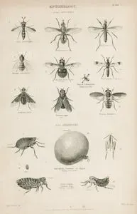 Böcek Bilimi-Çiftkanatlılar-Ceriana conopsoides, Echinomyia Ferd, Bibio Pomonae, Henops Marginatus, Volucella Bombylans(Erkek), Diopsis Ichneumonéa Telescope fly, Anthrax Morio, Tabanus Niger, Phasia Hemiptera, Sarcopsylla Penetrans or Chigoe, Pulex irritans Common Flea