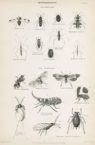 Böcek Bilimi-Yarımkanatlılar-Tingis Vinarum, Lygaeus Punctum, Tetyra Nigrolineata, Syromastes Paradoxus, Water Boatman, Water-runner, Hydrometra Stagnorum, Naucoris Cimicoides, Ancyra Appendiculata, Achilus Flammeus, Lystra Pulverulenta, Chinese Lantern fly, Membracis Foliaceus, Aphis Rosae, Plant Lice Of The Rose, Coccus Cacti Cochineal Insect(Erkek)