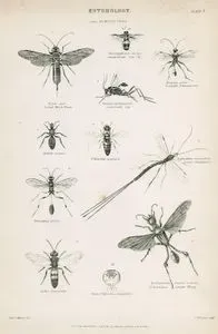 Böcek Bilimi-Zar Kanatlılar-Avusturalya Testere Sinekleri, Odun Arıları, Uçan Hamamböceği, Ichneumonidae, Mutilla Coccinea, Celonites Apiformis, Great Ichneumon, Pelopaeus Spirifex, Scolia 4-Maculata, Örümcek Arıları