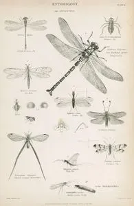 Böcek Bilimi-Sinirkanatlılar-Küçük Yusufçuk, Büyük Yusufçuk, Deve Sineği, Mayıs Sineği, Akrep Sinekleri, Cadis Solucanı Ve Sineği, Thread Winged Mernoptera, Karınca Aslanı, Ascalaphus Barbarus