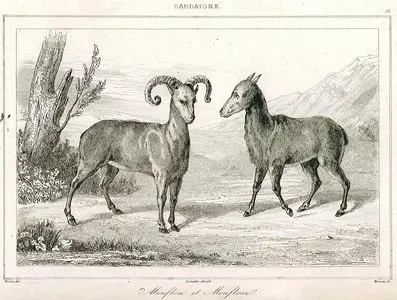 Erkek Ve Dişi Muflon Koyunu-Sardinya