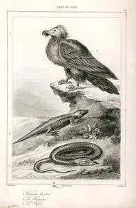 1.Sakallı Akbaba 2.Benekli Kertenkele 3.Skinkgil(Parlak Kertenkele)-Sardinya