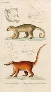 1.Beyaz Binturong Ve Kafası 2.Potos Caudivolvulus(Uzun Kuyruklu Maymun) 3.Kırmızı Koati