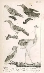 1.Podarge 2.L'Epimaque Promefil 3.Le Philedon Moine 4.Nouveau Cotinga 5.Deve Kuşu