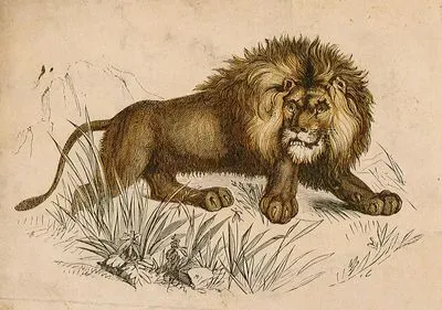 Aslan
