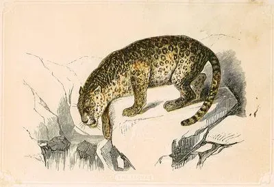 Jaguar