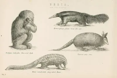 Dişsizler-Üç Parmaklı Tembel Hayvan, Karıncayiyen, Dokuz Bantlı Armodilla, Uzun Kuyruklu ve Beş Parmaklı 
Pangolin