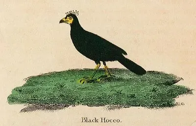 Siyah Curassow Kuşu