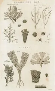 Mercanlar-Boğumlu, Keratophyta, Eschara