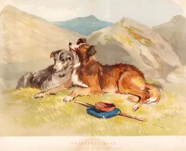 Çoban Köpekleri