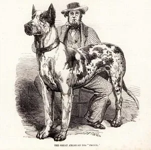 Büyük Amerikan Köpeği "Prens"