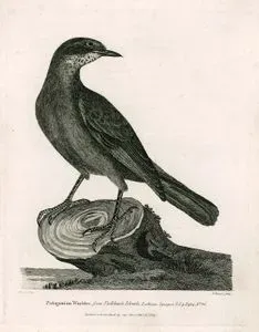 Falkland Adalarından Çalı Bülbülü