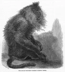 Hint Wanderoo Maymunu (Silenus Veter)