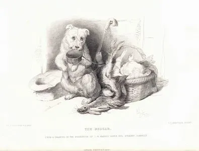 Dilenci Köpek