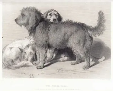 Üç Köpek