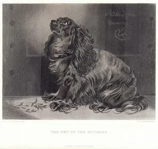 Düşesin Köpeği