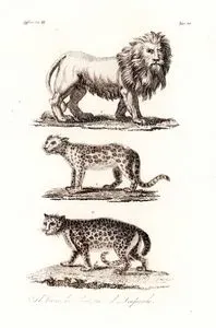 Afrika'da Yaşayan Aslan, Panter, Leopar, Afrika Cilt III. Resim 20.
