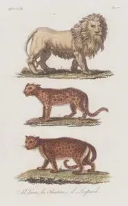 Afrika'da Yaşayan Aslan, Panter, Leopar, Afrika Cilt III. Resim 20.