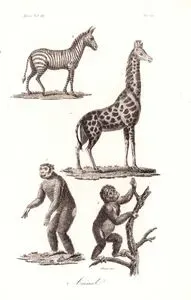 Afrika'da Yaşayan Zebra, Zürafa, Goril Ve Maymun, Afrika Cilt III. Resim 21.