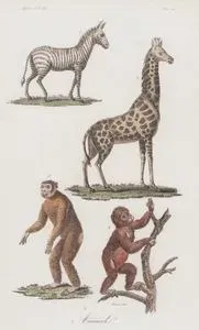 Afrika'da Yaşayan Zebra, Zürafa, Goril Ve Maymun, Afrika Cilt III. Resim 21.