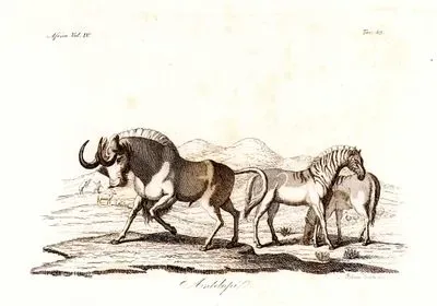 Afrika'da Yaşayan Siyah Antilop, Afrika Cilt IV. Resim 49.