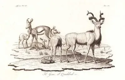 Afrika'da Yaşayan Cuvier'in Ceylanı Ve Büyük Kudu, Afrika Cilt IV. Resim 50.