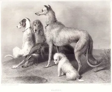 Bekleyen Köpekler