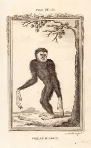 Büyük Gibbon Maymunu, Plate CCLIII.