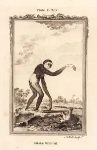 Küçük Gibbon Maymunu, Plate CCLIV.