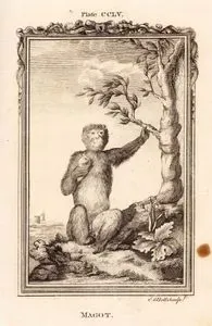 Berberi Şebeği, Plate CCLV.