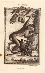 Berberi Şebeği, Plate CCLVI.
