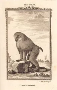 Büyük Babun (Habeş Maymunu), Plate CCLVII.