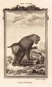 Küçük Babun (Habeş Maymunu), Plate CCLVIII.
