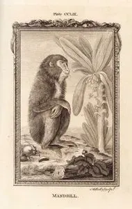Mandril, Plate CCLIX.