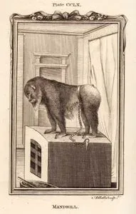 Mandril, Plate CCLX.