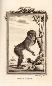 Dişi Mandril, Plate CCLXI.