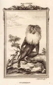 Aslan Kuyruklu Şebek (Makak) Veya Wanderoo, Plate CCLXIII.