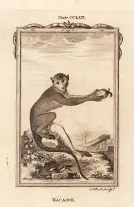 Şebek, Plate CCLXIV.