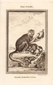 Siyah Çizgili Husar Maymunu, Plate CCLXVI.