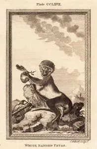 Beyaz Çizgili Husar Maymunu, Plate CCLXVII.