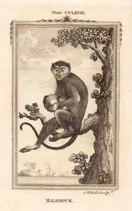Velvet Maymunu, Plate CCLXVIII.