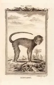 Mangabey Maymunu, Plate CCLXX.