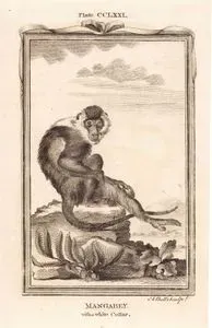 Beyaz Gerdanlı Mangabey Maymunu, Plate CCLXXI.